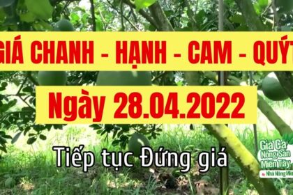 lime, calamansi, orange and mandarin price April 28, 2022