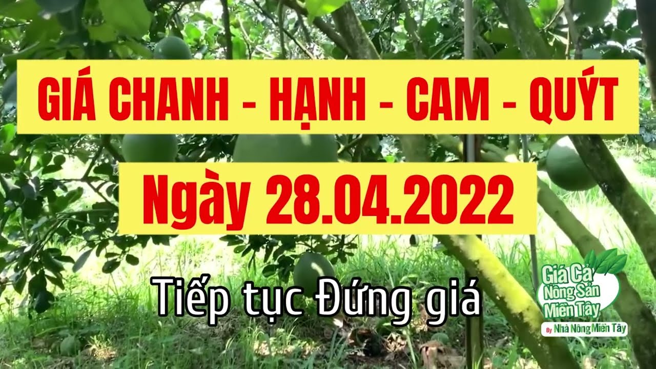 lime, calamansi, orange and mandarin price April 28, 2022