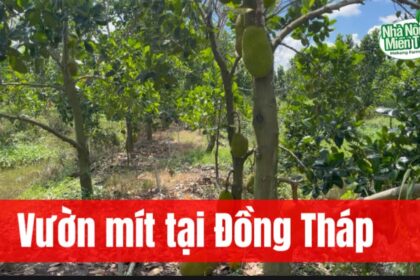 a thai jackfruit orchard in dong thap