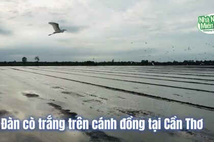 a flock of white egrets over the fields of can tho