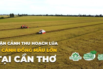 rice harvest across the green fields of can tho