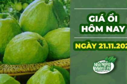 market prices and guava price November 21, 2022