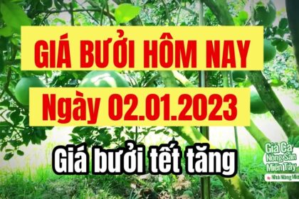 pomelo prices January 2, 2023