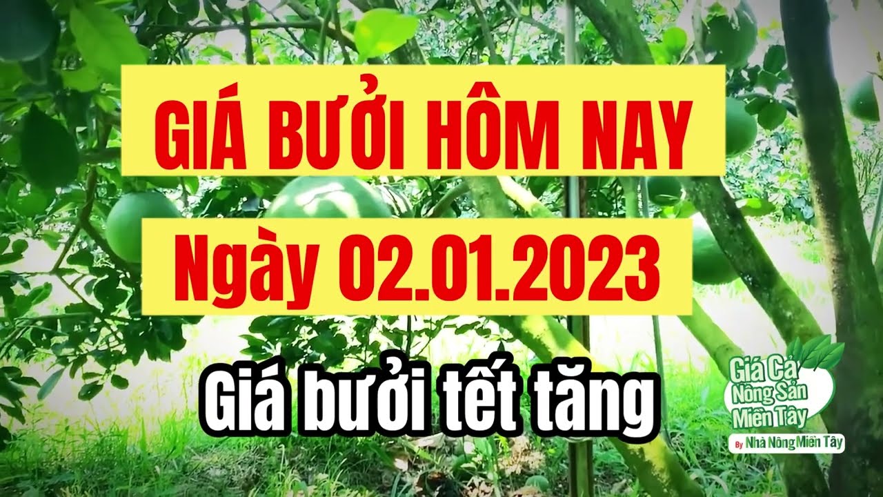 pomelo prices January 2, 2023