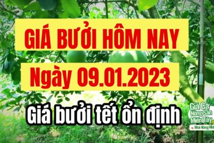 pomelo prices January 9, 2023