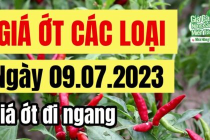 chili price July 9, 2023