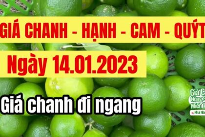 lime prices January 14, 2023