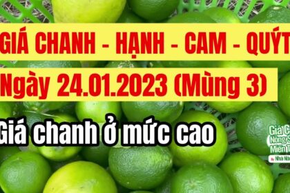 lime prices January 24, 2023