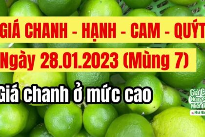 lime prices January 28, 2023