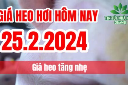 Vietnam live hog prices February 25, 2024