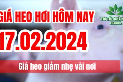 Vietnam live hog prices February 17, 2024