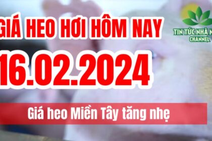 Vietnam live hog prices February 16, 2024