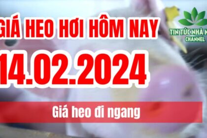 Vietnam live hog prices February 14, 2024