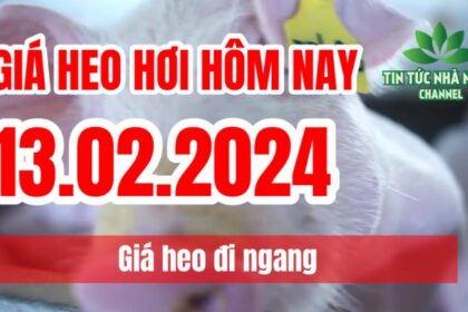 Vietnam live hog prices February 13, 2024