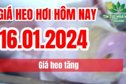 Vietnam live hog prices January 16, 2024
