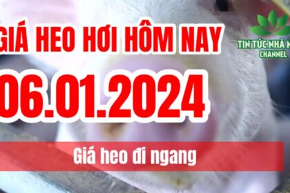 Vietnam live hog prices January 6, 2024