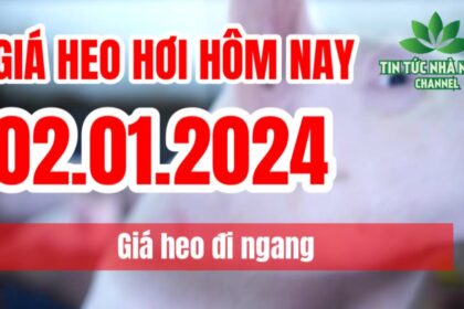 Vietnam live hog prices January 2, 2024