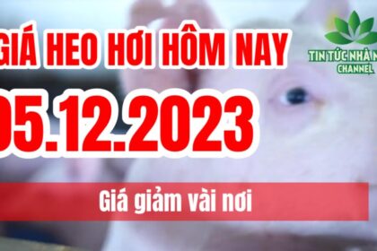 Vietnam live hog prices December 5, 2023