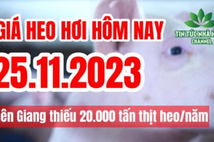 Vietnam live hog prices November 25, 2023