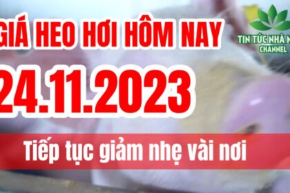 Vietnam live hog prices November 24, 2023