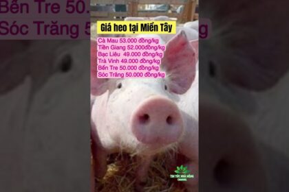 Vietnam live hog prices November 22, 2023