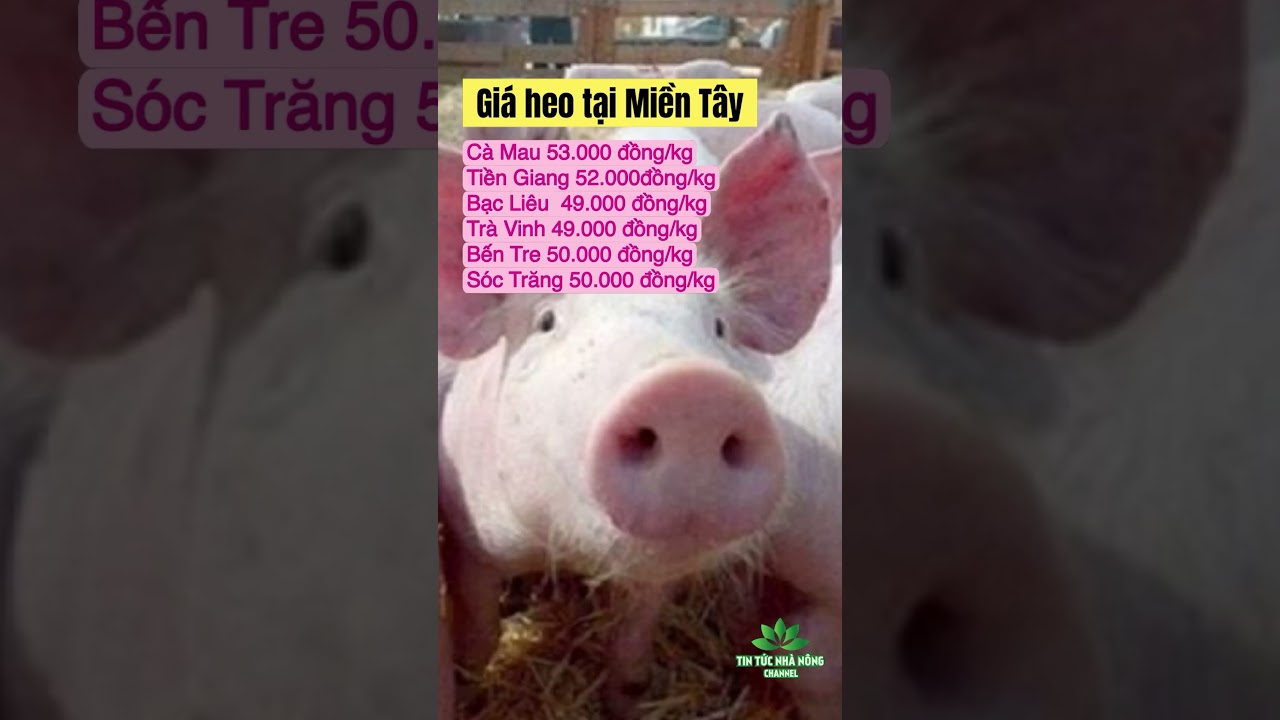 Vietnam live hog prices November 22, 2023