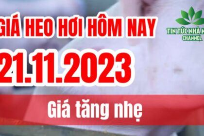 Vietnam live hog prices November 21, 2023