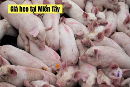 Vietnam live hog prices November 19, 2023