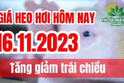 Vietnam live hog prices November 16, 2023