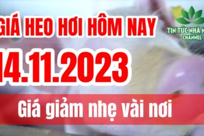 Vietnam live hog prices November 14, 2023