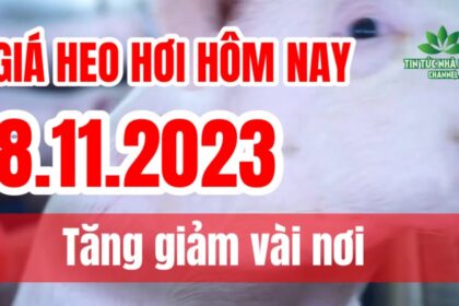 Vietnam live hog prices November 8, 2023