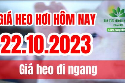Vietnam live hog prices October 22, 2023