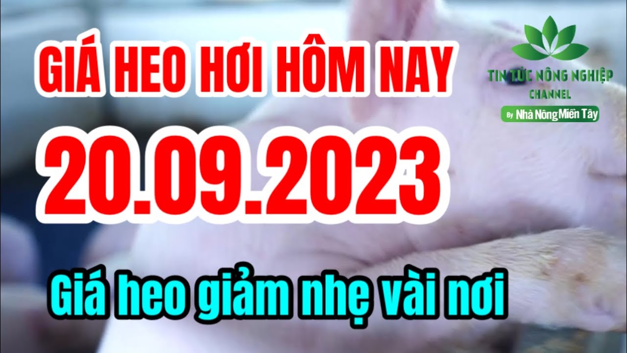 Vietnam live hog prices September 20, 2023