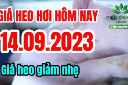 Vietnam live hog prices September 14, 2023