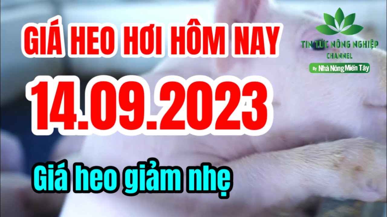 Vietnam live hog prices September 14, 2023