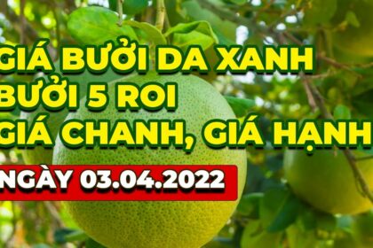 green-skin pomelo, Nam Roi pomelo, lime and calamansi price April 3, 2022