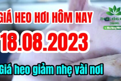 Vietnam live hog prices August 18, 2023