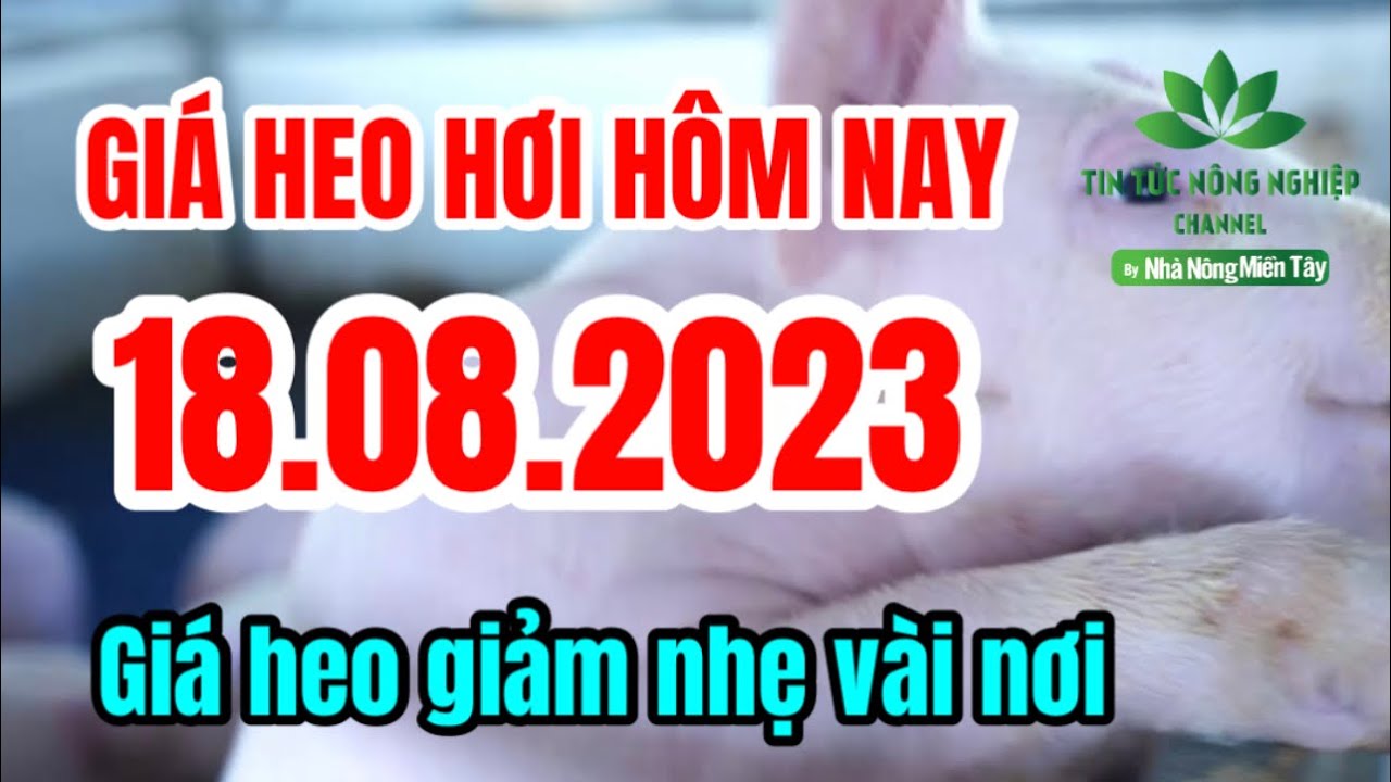 Vietnam live hog prices August 18, 2023