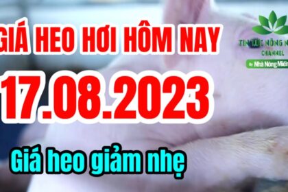 Vietnam live hog prices August 17, 2023