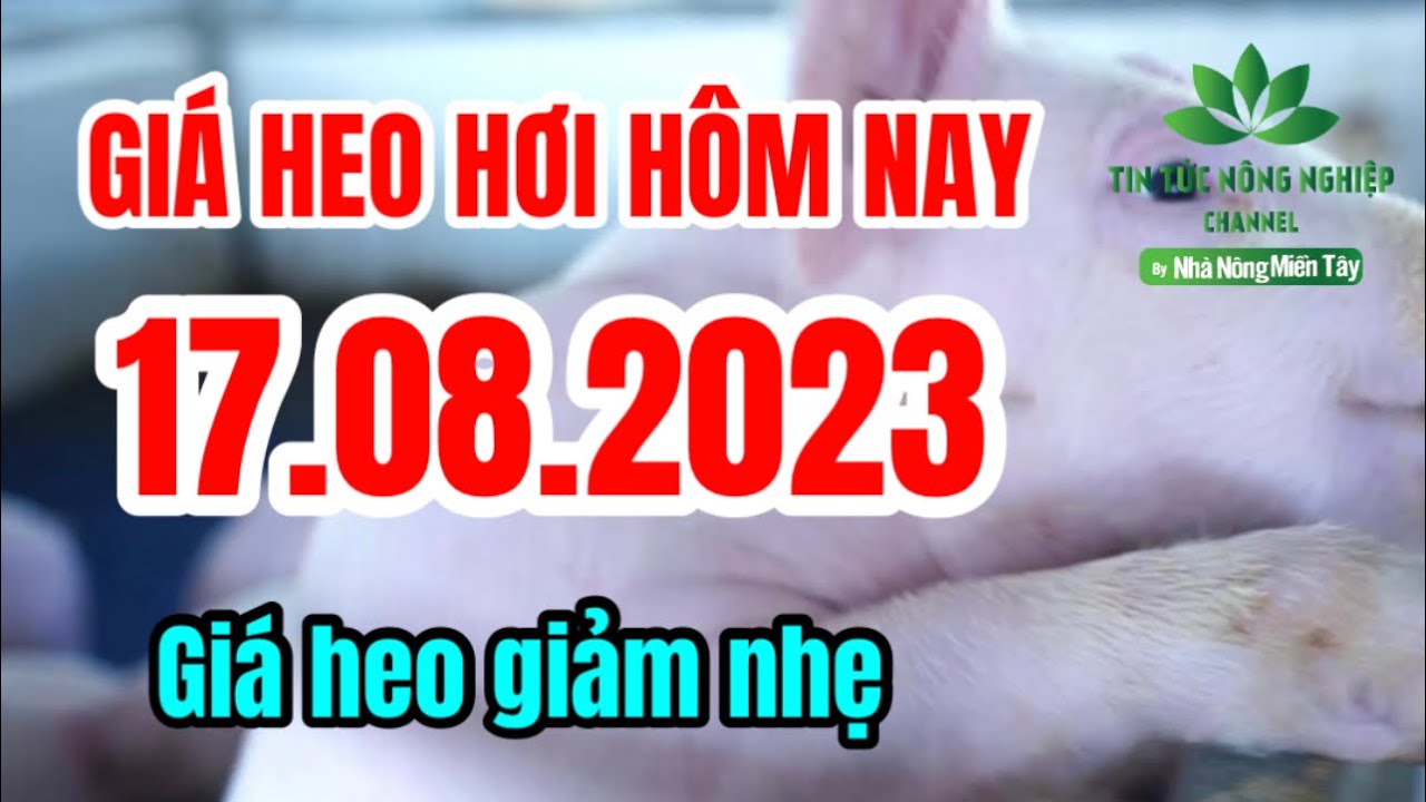 Vietnam live hog prices August 17, 2023