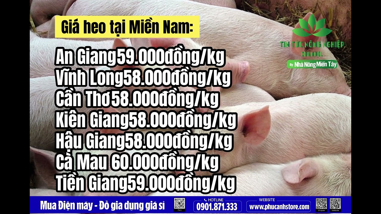 Vietnam live hog prices August 5, 2023