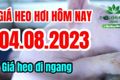 Vietnam live hog prices August 4, 2023