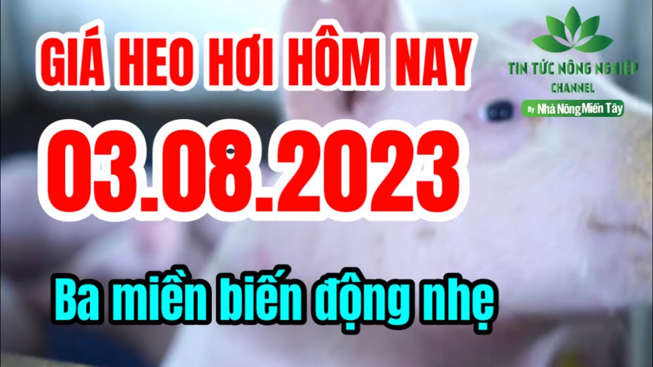 Vietnam live hog prices August 3, 2023