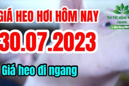 Vietnam live hog prices July 30, 2023