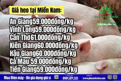 Vietnam live hog prices July 28, 2023