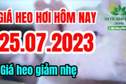 Vietnam live hog prices July 25, 2023