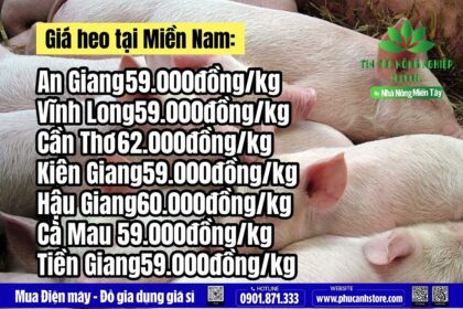 Vietnam live hog prices July 21, 2023