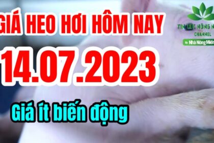 Vietnam live hog prices July 14, 2023