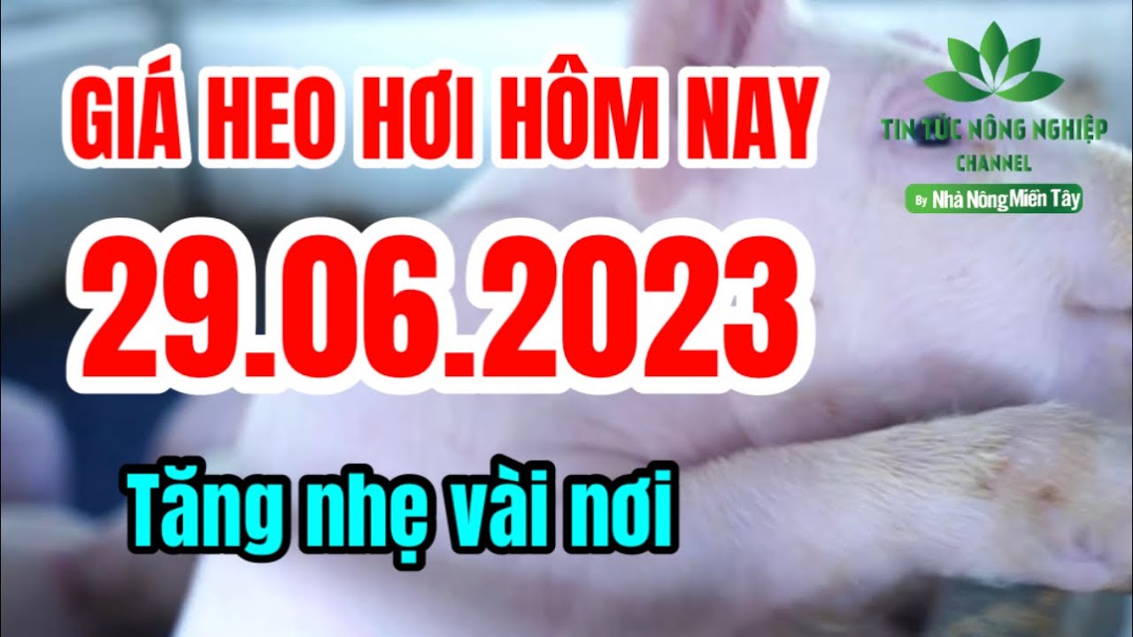 Vietnam live hog prices June 29, 2023