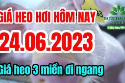 Vietnam live hog prices June 24, 2023